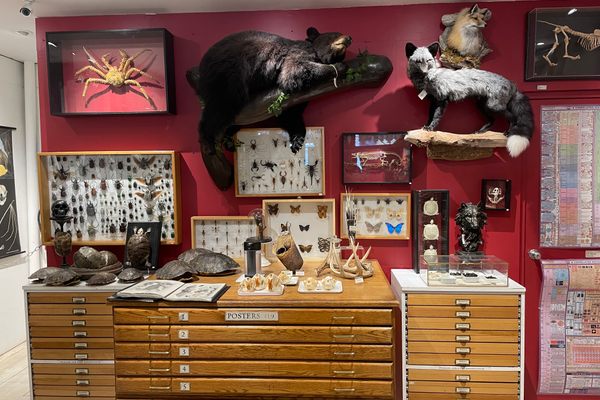 Taxidermy and insect displays